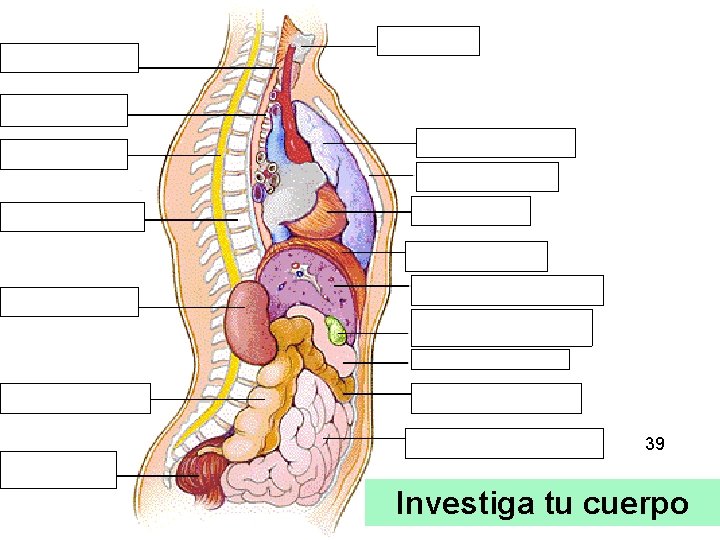 39 Investiga tu cuerpo 