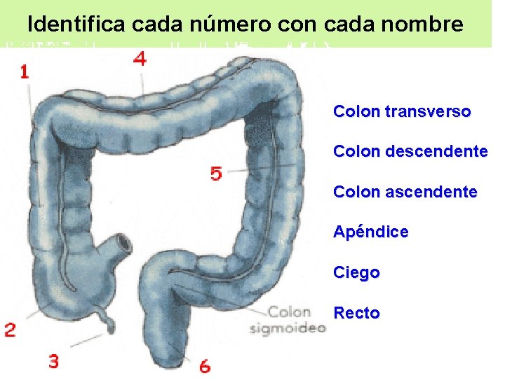 Identifica cada número con cada nombre Colon transverso Colon descendente Colon ascendente Apéndice Ciego