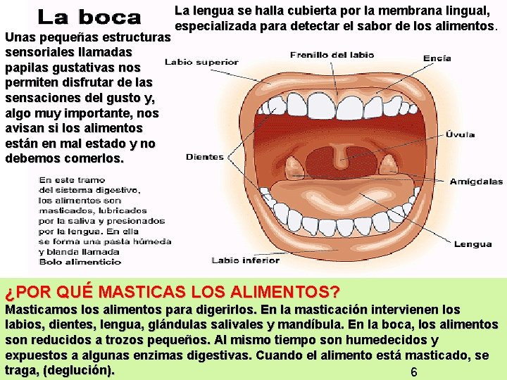 Unas pequeñas estructuras sensoriales llamadas papilas gustativas nos permiten disfrutar de las sensaciones del