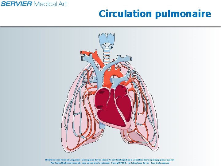 Circulation pulmonaire Utilisation non commerciale uniquement. Les images de Servier Medical Art sont téléchargeables
