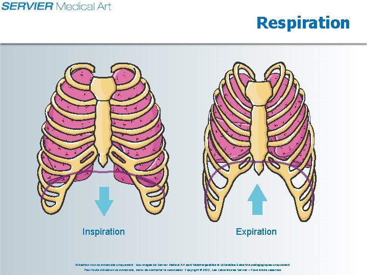 Respiration Inspiration Expiration Utilisation non commerciale uniquement. Les images de Servier Medical Art sont