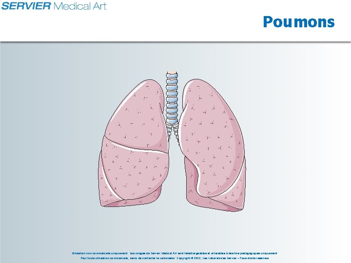 Poumons Utilisation non commerciale uniquement. Les images de Servier Medical Art sont téléchargeables et