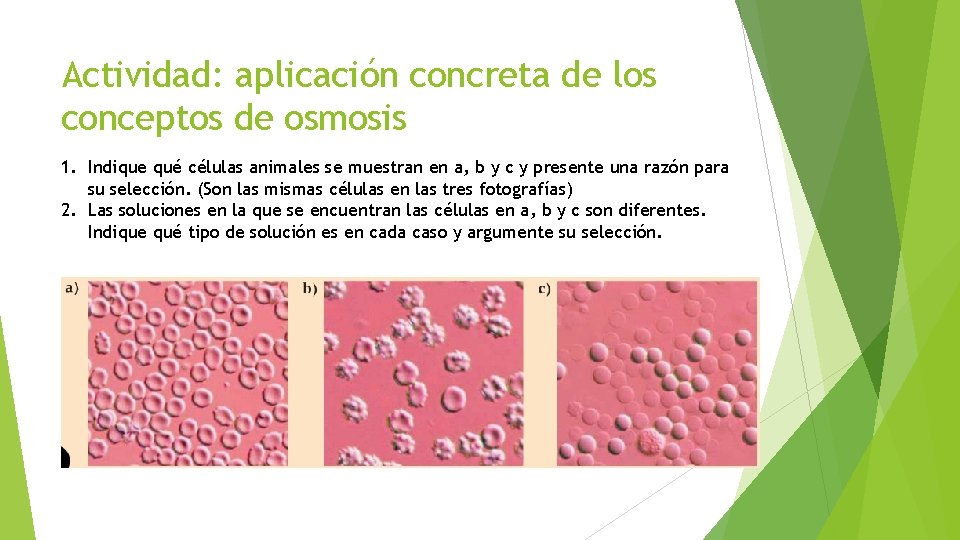 Actividad: aplicación concreta de los conceptos de osmosis 1. Indique qué células animales se