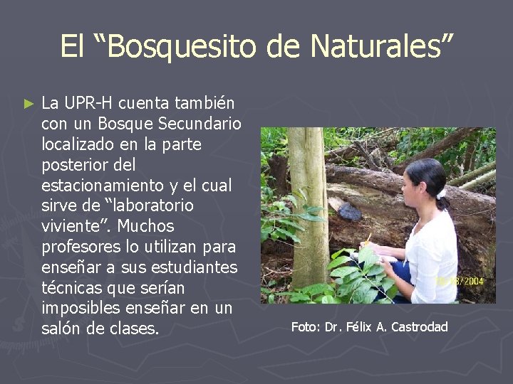 El “Bosquesito de Naturales” ► La UPR-H cuenta también con un Bosque Secundario localizado