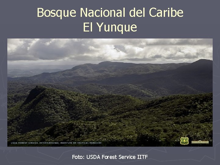 Bosque Nacional del Caribe El Yunque Foto: USDA Forest Service IITF 