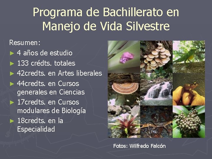 Programa de Bachillerato en Manejo de Vida Silvestre Resumen: ► 4 años de estudio