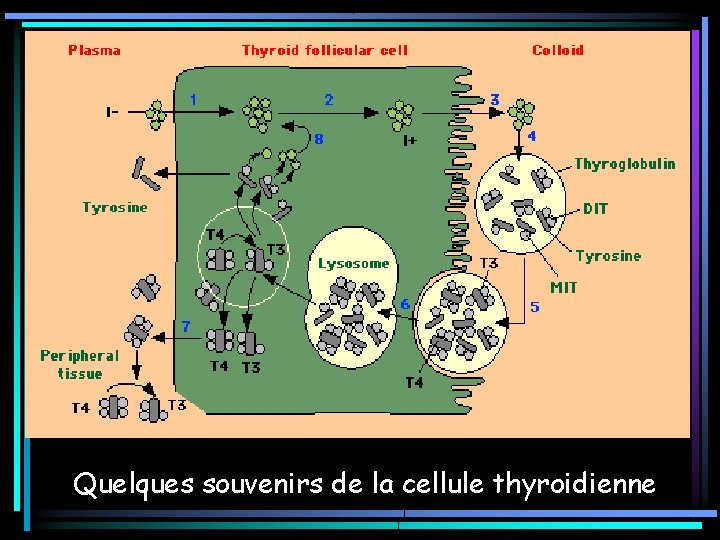 Quelques souvenirs de la cellule thyroidienne Quelques souvenirs de la cellule thyroidienne
