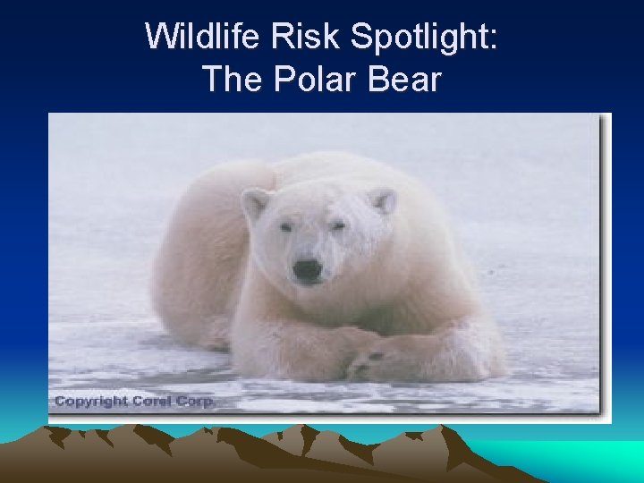 Wildlife Risk Spotlight: The Polar Bear 