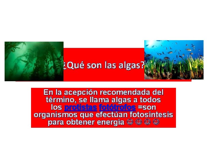 ¿Qué son las algas? En la acepción recomendada del término, se llama algas a