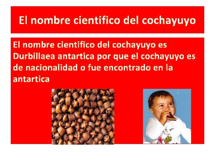 El nombre cientifico del cochayuyo es Durbillaea antartica por que el cochayuyo es de