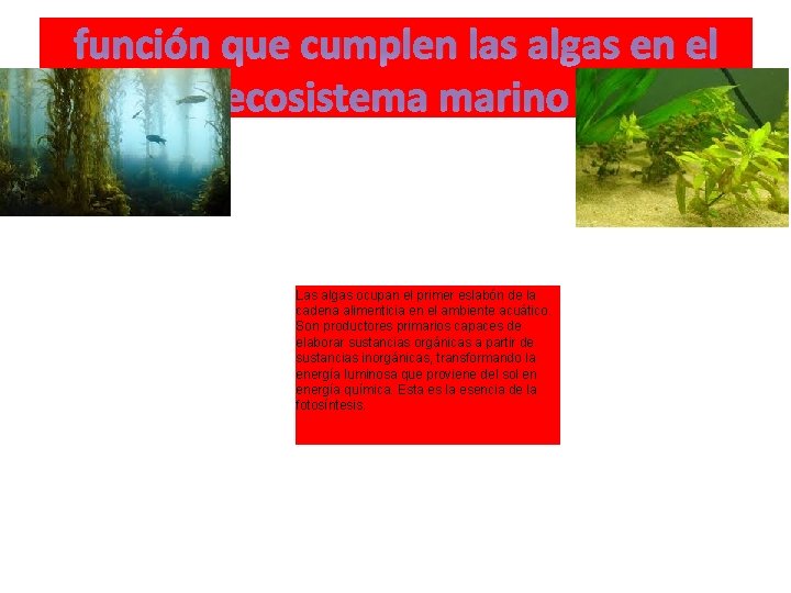 función que cumplen las algas en el ecosistema marino Las algas ocupan el primer