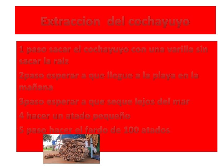 Extraccion del cochayuyo 1 paso sacar el cochayuyo con una varilla sin sacar la