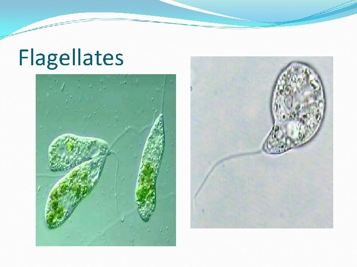 Flagellates 