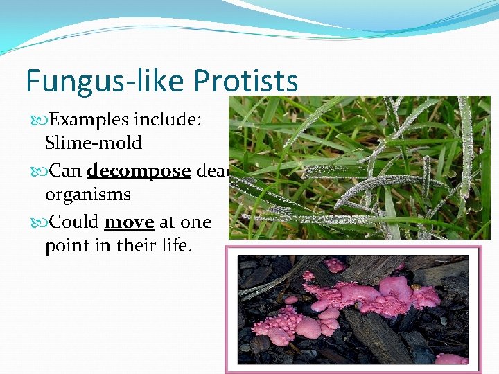 Fungus-like Protists Examples include: Slime-mold Can decompose dead organisms Could move at one point