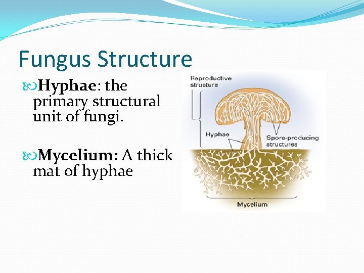 Fungus Structure Hyphae: the primary structural unit of fungi. Mycelium: A thick mat of