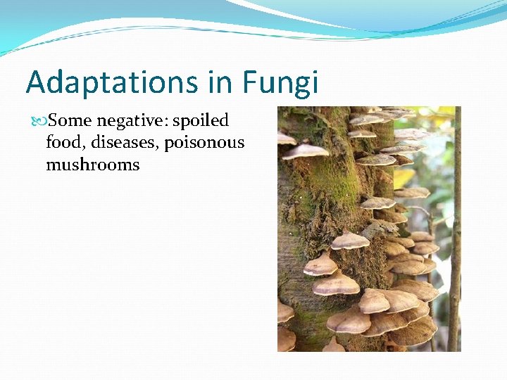 Adaptations in Fungi Some negative: spoiled food, diseases, poisonous mushrooms 