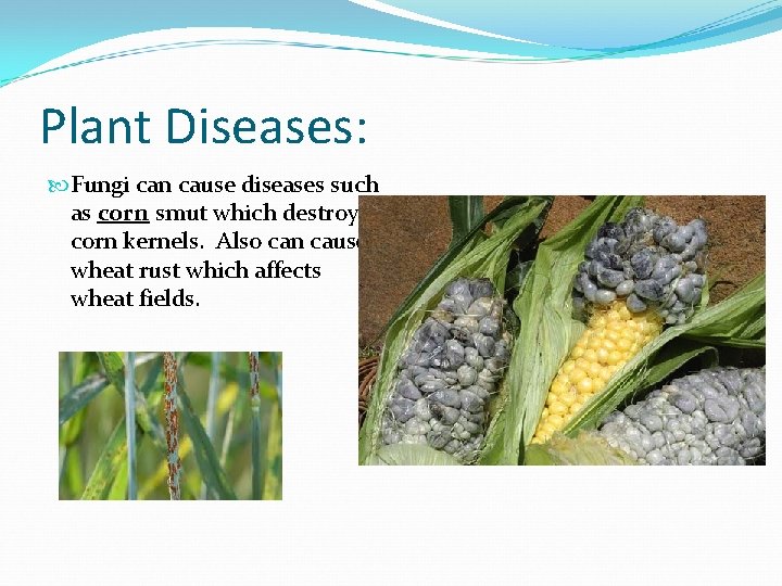 Plant Diseases: Fungi can cause diseases such as corn smut which destroys corn kernels.