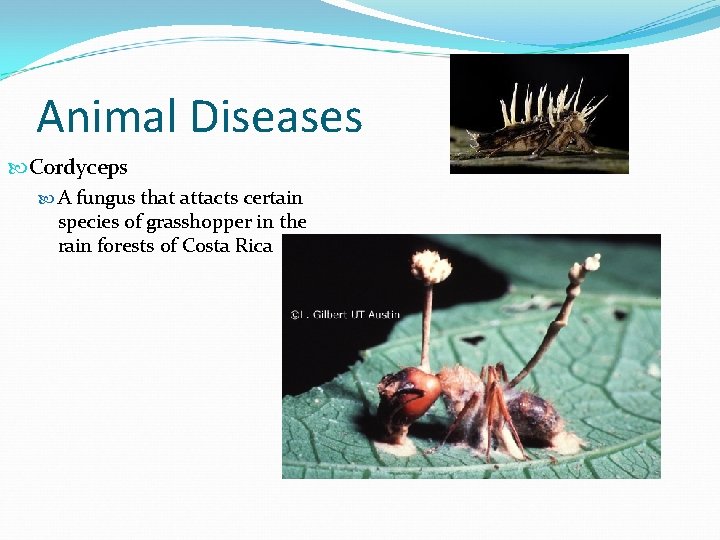 Animal Diseases Cordyceps A fungus that attacts certain species of grasshopper in the rain