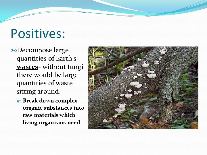 Positives: Decompose large quantities of Earth’s wastes- without fungi there would be large quantities