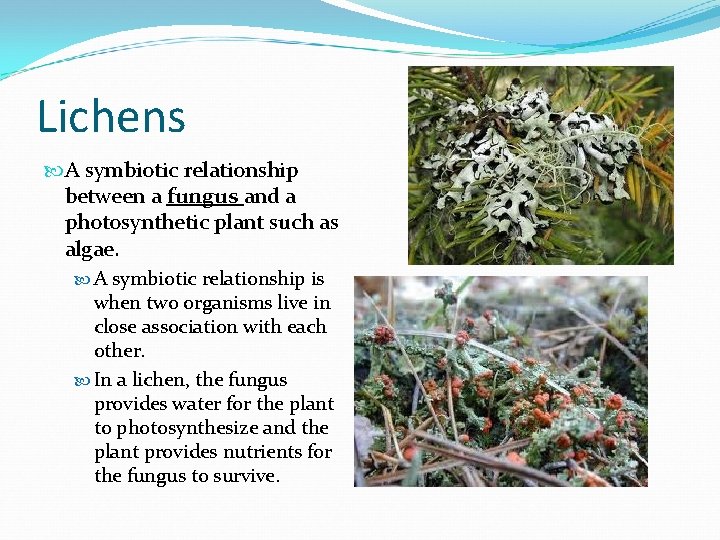 Lichens A symbiotic relationship between a fungus and a photosynthetic plant such as algae.