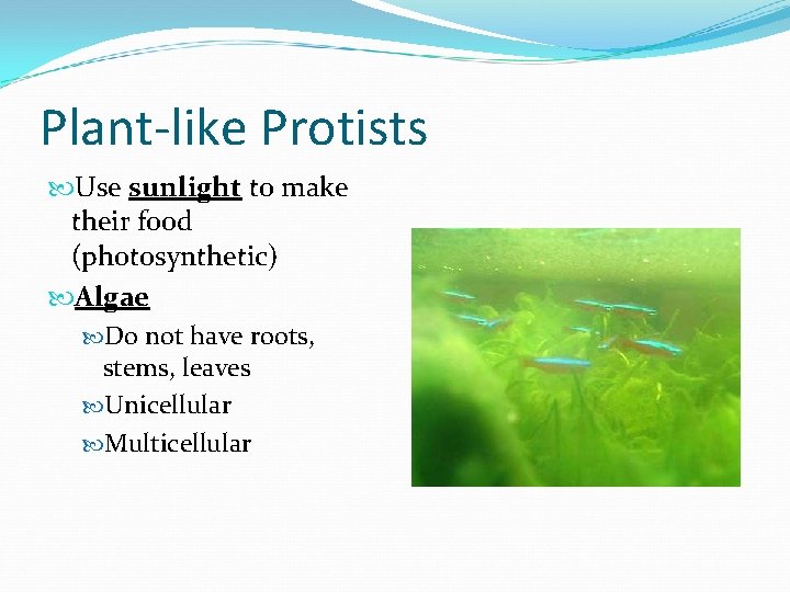 Plant-like Protists Use sunlight to make their food (photosynthetic) Algae Do not have roots,