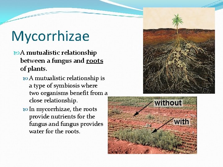 Mycorrhizae A mutualistic relationship between a fungus and roots of plants. A mutualistic relationship