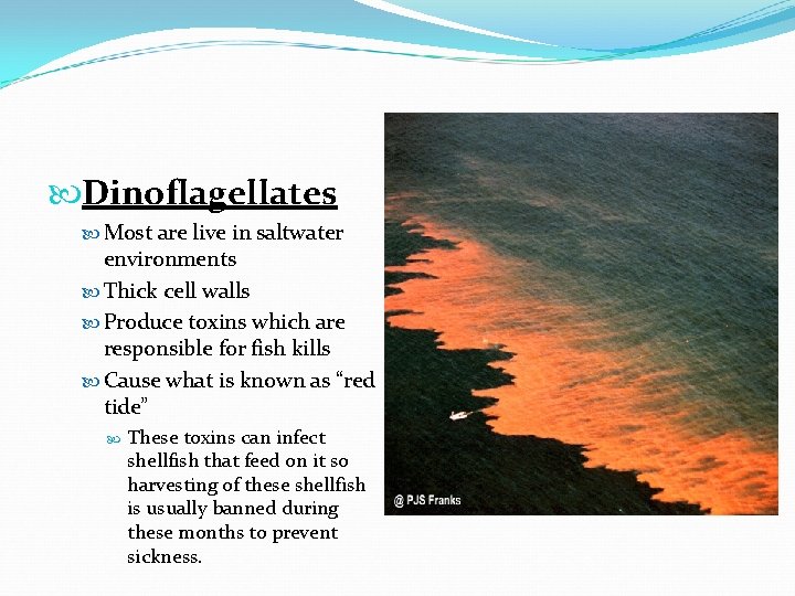  Dinoflagellates Most are live in saltwater environments Thick cell walls Produce toxins which