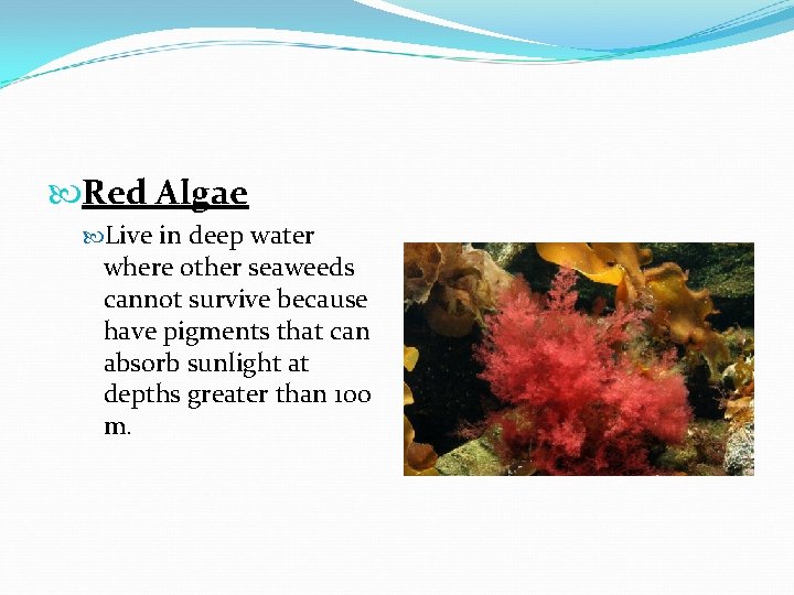  Red Algae Live in deep water where other seaweeds cannot survive because have