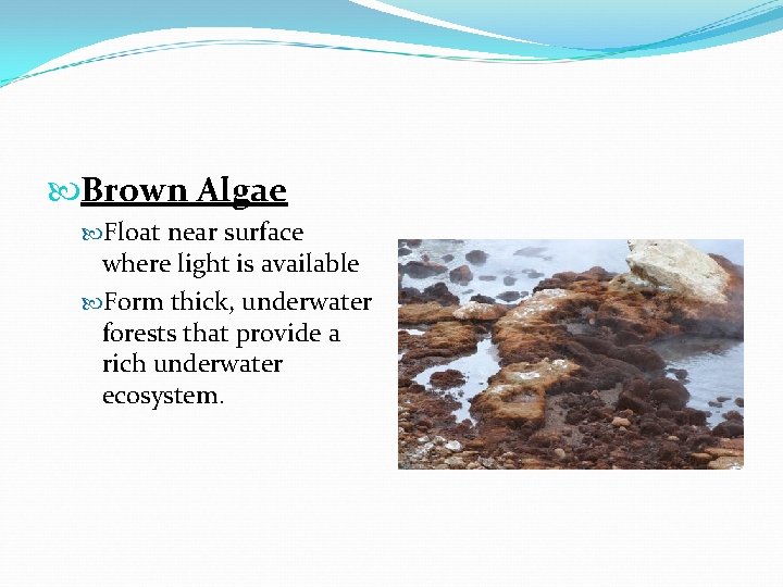  Brown Algae Float near surface where light is available Form thick, underwater forests