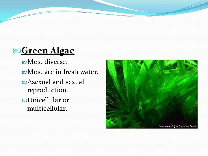  Green Algae Most diverse. Most are in fresh water. Asexual and sexual reproduction.