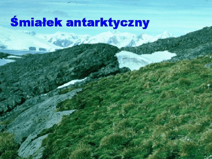 Śmiałek antarktyczny 