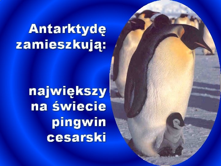 Antarktydę zamieszkują: największy na świecie pingwin cesarski 