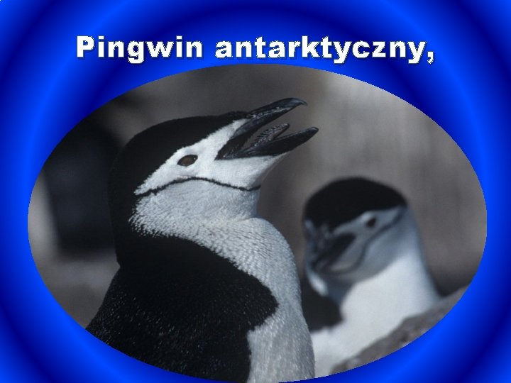 Pingwin antarktyczny, 