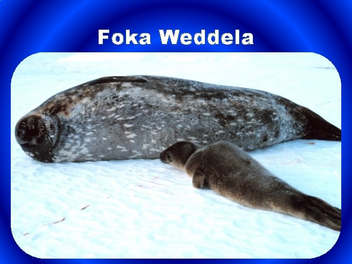 Foka Weddela 