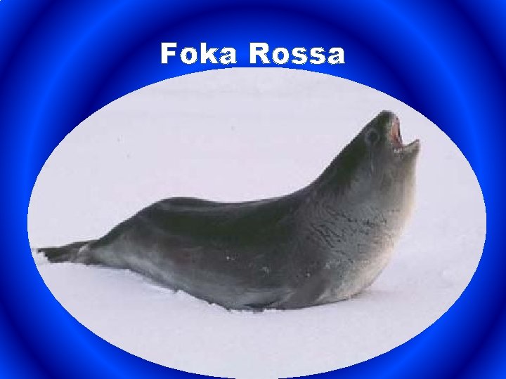 Foka Rossa 