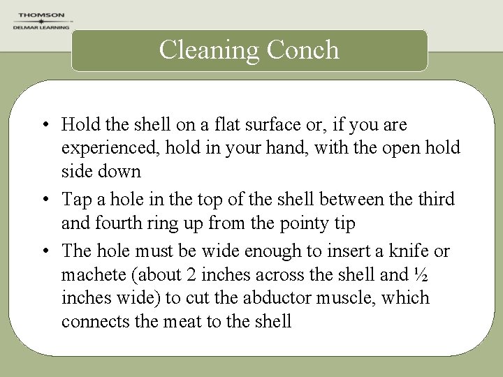 Cleaning Conch • Hold the shell on a flat surface or, if you are