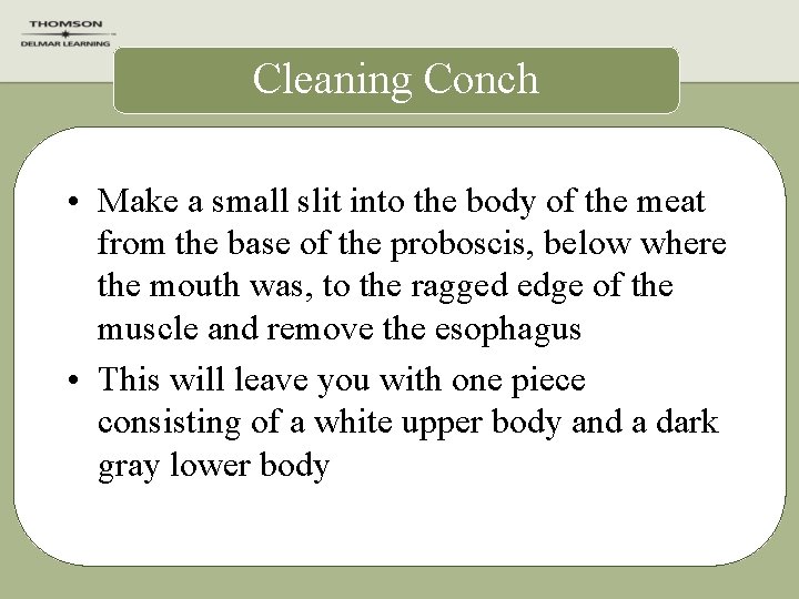 Cleaning Conch • Make a small slit into the body of the meat from