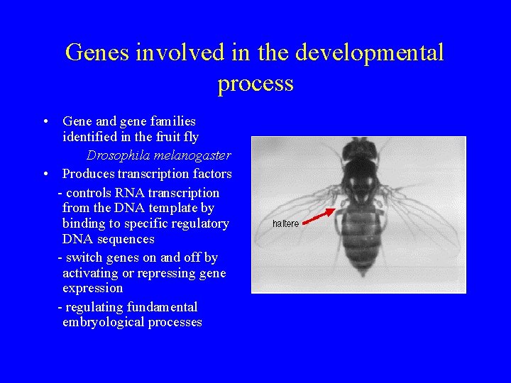 Genes involved in the developmental process • Gene and gene families identified in the