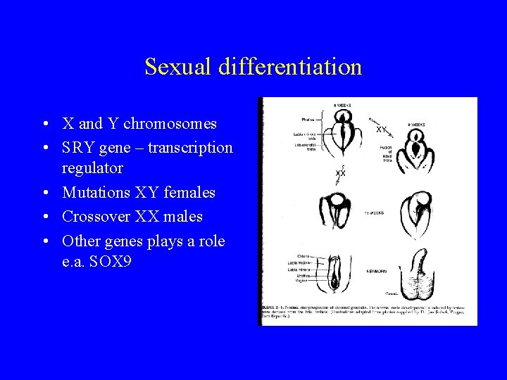 Sexual differentiation • X and Y chromosomes • SRY gene – transcription regulator •