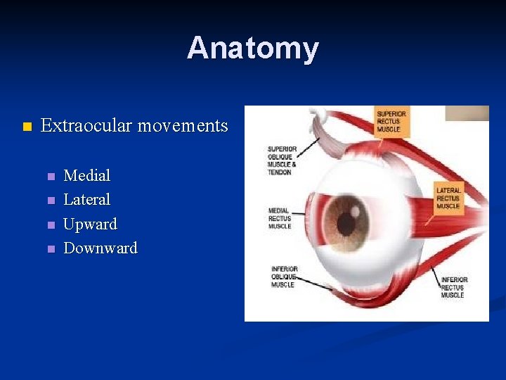 Anatomy n Extraocular movements n n Medial Lateral Upward Downward 