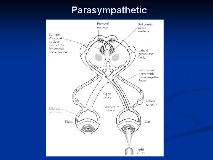 Parasympathetic 