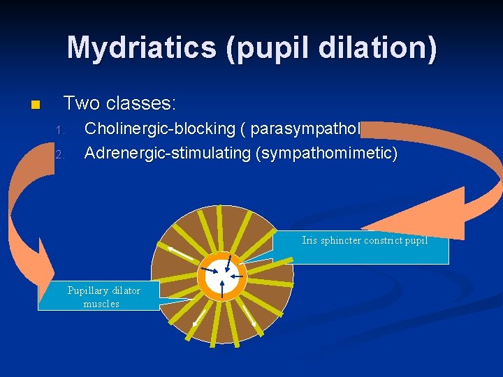 Mydriatics (pupil dilation) n Two classes: 1. 2. Cholinergic-blocking ( parasympatholytic) Adrenergic-stimulating (sympathomimetic) Iris