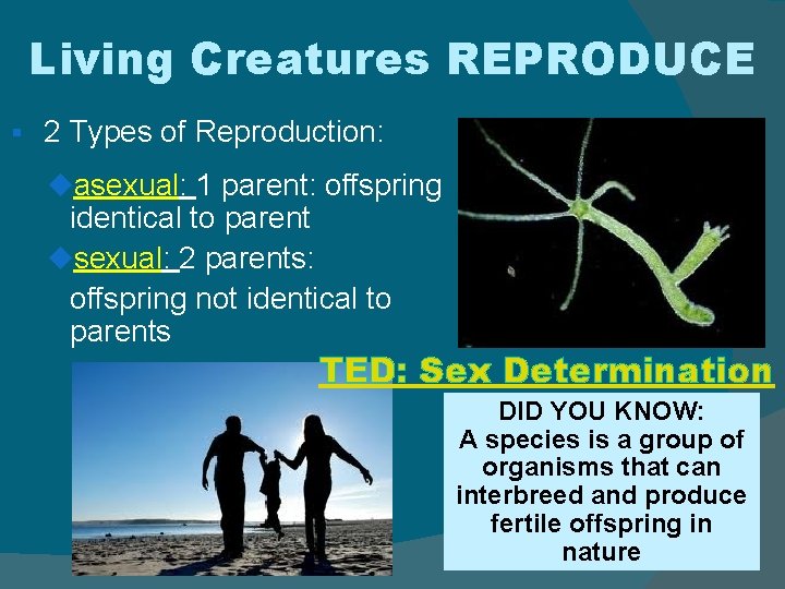 Living Creatures REPRODUCE § 2 Types of Reproduction: uasexual: 1 parent: offspring identical to