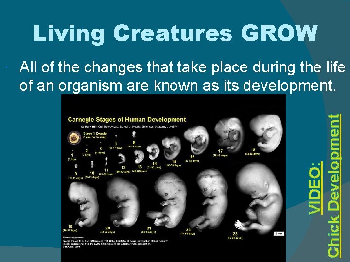 Living Creatures GROW All of the changes that take place during the life of