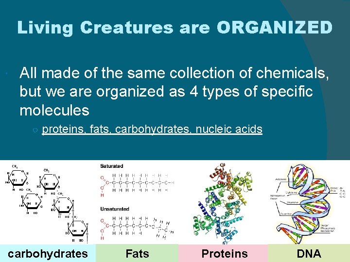 Living Creatures are ORGANIZED All made of the same collection of chemicals, but we