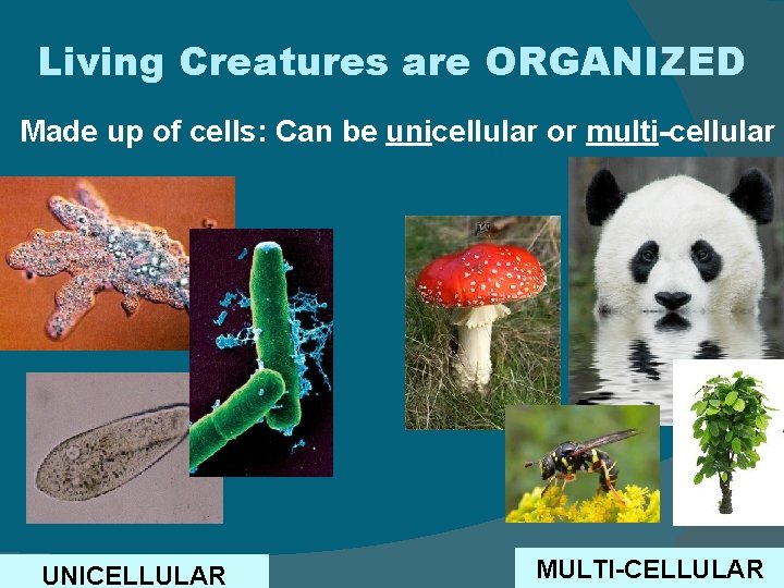 Living Creatures are ORGANIZED Made up of cells: Can be unicellular or multi-cellular UNICELLULAR