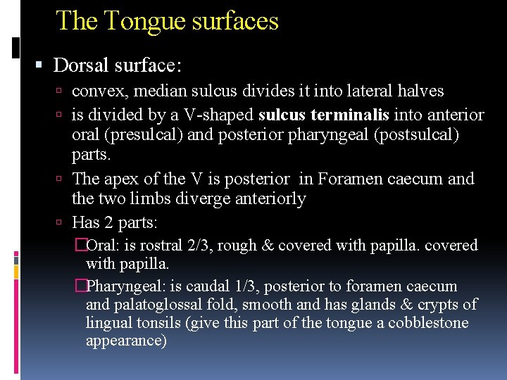 The Tongue surfaces Dorsal surface: convex, median sulcus divides it into lateral halves is