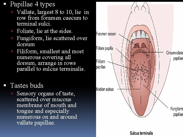  Papillae 4 types Vallate, largest 8 to 10, lie in row from foramen