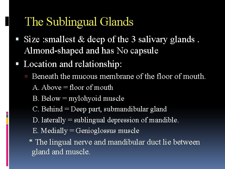 The Sublingual Glands Size : smallest & deep of the 3 salivary glands. Almond-shaped