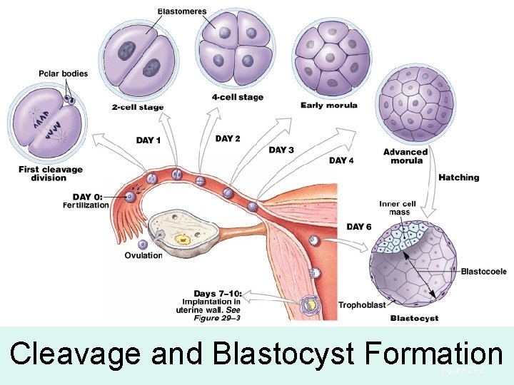 Cleavage and Blastocyst Formation Figure 29– 2 